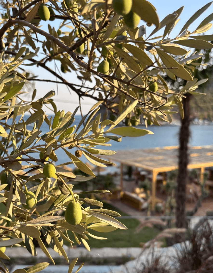 Doğaya saygılı, sade, özenli...